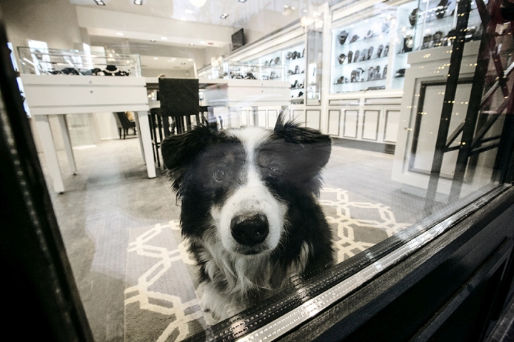 Собака в ювелирном магазине Star Jewelers