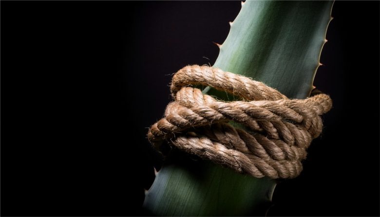 Крупный план веревки на листе агавы Nudo Salvaje Mezcal